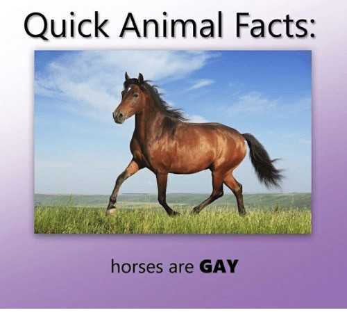 2020-09-16 :: Horses ARE Gay