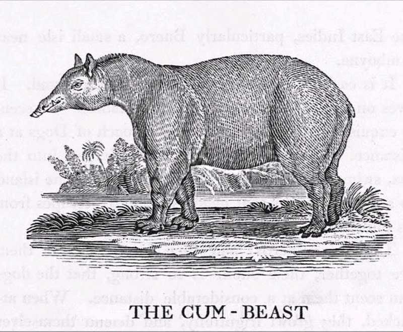 2020-09-01 :: The Cum - Beast